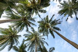 Cool Palm and Coconut Trees Laptop Wallpaper: Free Download HD Backgrounds for Graphic Design and Social Media Styling