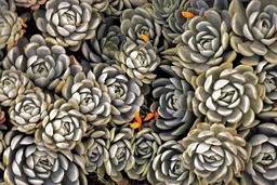 Stunning Succulents and Beautiful Nature: Free Downloads of Cool Plant Backgrounds in JPG Format for Graphic Design and Social Media Styling