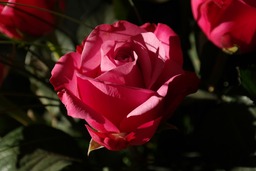 Beautiful Rose and Flower Garden Images with Red Background - Free Download for Graphic Design and Social Media Styling