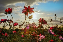 Download Stunning Cosmea Flower Bloom Images with Red Background - Free for Graphics, Banners, Advertising, and More!