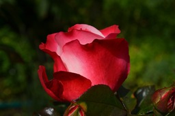 Stunning Rose Petals on Red Background: Free Download for Graphics, Designers, and Social Media.