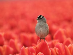 Free Bird, Tulips, and Flowers Red Background Images for Download