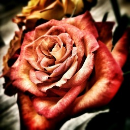 Beautiful Red Garden Roses: Free Downloadable Images in JPG Format for Graphic Design and Web Design