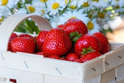 Get Creative with Stunning Strawberry and Fruit-Themed Background Images - Free Downloads for Graphic Design and Social Media Styling!