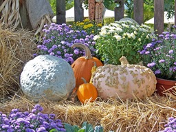Free Downloadable Pumpkin and Flower Wallpapers for Autumn and Halloween Backgrounds