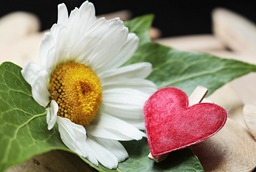 Get Creative with Free Marguerite and Heart Wood Valentine's Day Backgrounds in JPG Format