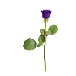 Download Free PNG Rose Images for Your Valentine's Day Backgrounds
