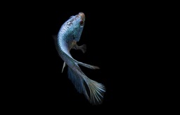 Dive into the World of Fish: Free Download of Blue Betta Fish and Blue Background Images for Graphic Design and More