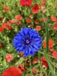 Free Downloadable Blue Cornflower and Meadow Flowers Background Images for Graphic Design and Social Media Styling
