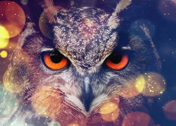 Get Your Free Owl-inspired Tumblr Background: A Stunning Visual Delight for Your Designs and Social Media Pages!