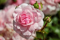 Beautiful Pink Roses: Free Download Backgrounds for Graphics and Web Design