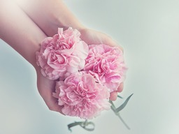 Beautiful Pink Flower Wallpapers: Free Download for Stunning Designs with Flowers and Hands Backgrounds
