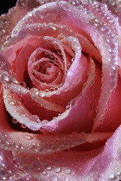 Free Rose, Pink, and Red iPhone Backgrounds - Download Now!