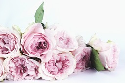 Stunning Free Downloadable Pink Background Flower Images: Garden Roses, Flower Roses and More!