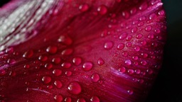 Download Free High-Quality Petal Pink 4k Wallpapers and Backgrounds in JPG Format for Graphic Design and Social Media Styling