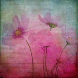 Pink Blossom Textured Backgrounds - Free Download for Graphic Design and Social Media Styling