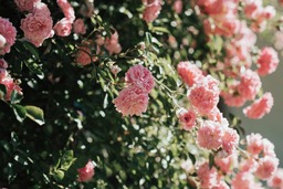 Pink Roses and Blossoms: Free Download Flower Backgrounds and Pink Backgrounds in JPG Format for Graphic Design and Social Media Styling!