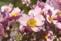 Free Pink Anemone Flower Backgrounds for Graphic Design and Social Media Pages