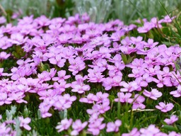 Download Free High-Quality Floral Images on a Pink Background: Flowers, Plants, Beautiful Blossoms and more!