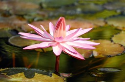 Beautiful Water Lily and Flower Backgrounds in JPG Format: Free Download for Graphics and Web Design