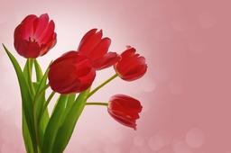 Download Free Pink Background Images with Tulips and Flowers for Valentine's Day Graphics and Designs