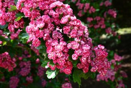 Beautiful Cherry Blossom Flower Images on Pink Background - Free Download for Graphics and Web Design