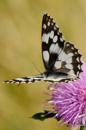 Free Marbled White Butterfly and Flower Background Images for Designers and Social Media Pages