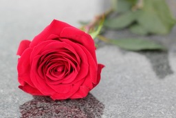 Free Download Red Rose and Flower Wallpapers with Marble Backgrounds