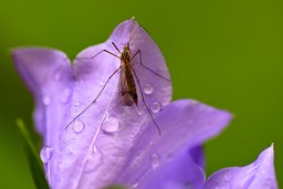 Free Downloadable High-Quality Images of Insects, Flowers, and Bluebells on a Stunning Green Background