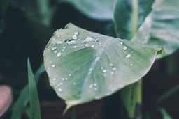 Green Backgrounds with Beautiful Nature and Rain: Free Download of High-Quality JPG Images for Design and Presentation