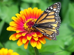 Free Green Background Images with Monarch Butterflies and Flowers for Download