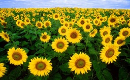 Beautiful Sunflower Fields and Flora on a Free Green Background - Download Now!