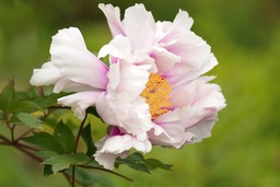 Free Downloadable Pink and Yellow Beautiful Flower Images with Green Backgrounds
