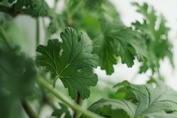 Green Background Geranium Plant: Free Downloadable Images for Graphics, Banners, and Web Design