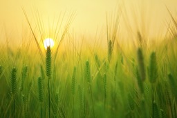 Free Download Barley Fields and Wheat Agriculture Nature Background Images in JPG Format