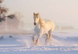 Free Download: Stunning White Horse Winter & Snow Nature Background Images in JPG Format