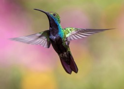 Free Download Stunning Hummingbird & Bird Images in JPG Format for Nature Backgrounds, Social Media Pages, Web Design, and More!