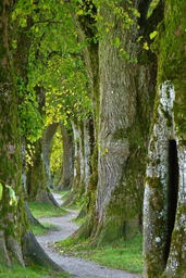Get Free High Quality Images of Trees, Paths, Trails and Nature Backgrounds in JPG Format for Graphic Design and Social Media Styling