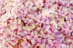 Beautiful Pink Hydrangea Flowers for Free Download: Perfect Nature Background