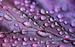 Dazzling Dewdrops and Dreamy Droplets: Free Downloadable Images of Nature for Backgrounds and Graphic Designs