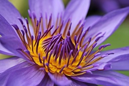 Download Beautiful Water Lilies and Lotus Flowers Background for Your Graphic Design Needs