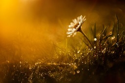 Download Free Daisy and Wildflower Background Images in JPG Format for Graphic Design and Social Media Styling