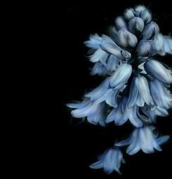 Huge Collection of Beautiful Blue Bell Flowers: Free Downloads in JPG format for Graphic Design, Social Media, and More!