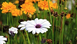 Stunning Marguerite Flower Backgrounds: Free Download in JPG Format!