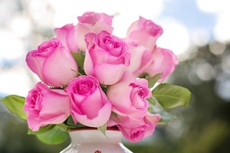Beautiful Pink Roses: Free Download Flower Images and Backgrounds