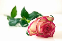 Download Beautiful Rose and Flower Backgrounds for Graphic Design and Social Media Pages