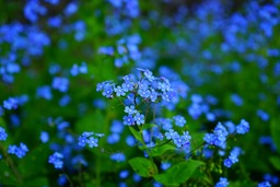 Beautiful Blue Forget-Me-Nots: Free High-Quality JPG Images for Web Design and Social Media!