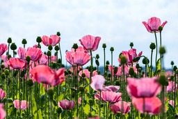Download Free Poppy Flower Backgrounds in JPG format for Graphic Design and Social Media Pages