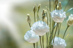 Beautiful Lisianthus Flowers: Free High Quality Background Images for Download