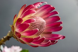 Download Free Protea and Pink Flower Background Images for Graphic Design and Social Media Styling